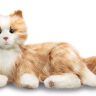 Orange Tabby Cat 1