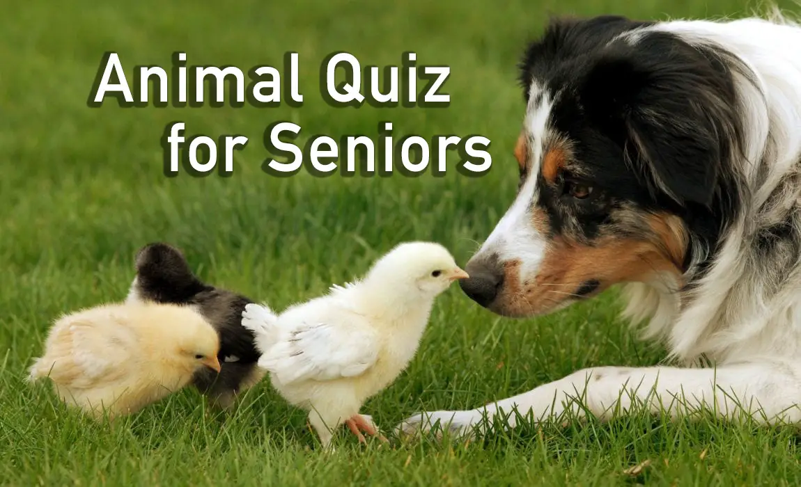 Animal Quiz for Seniors | Memory Lane Therapy